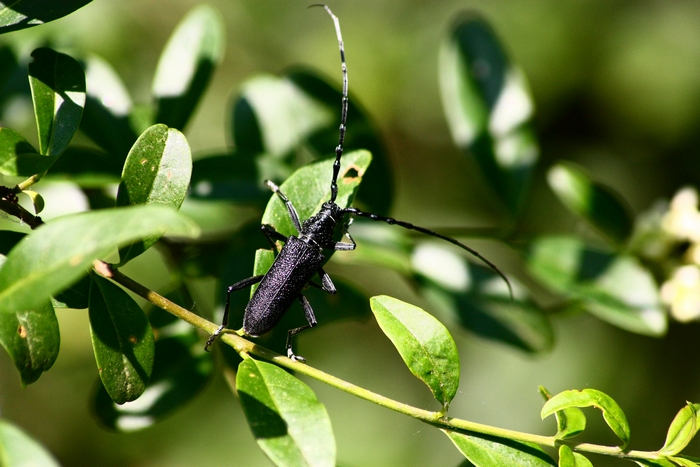 Cermbyx scopoli ?